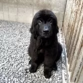 ニューファンドランド