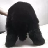 ニューファンドランド【岡山県・男の子・2025年5月9日・ブラック】の写真5