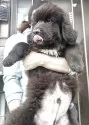 ニューファンドランド【岡山県・男の子・2025年5月15日・ブラック】の写真8
