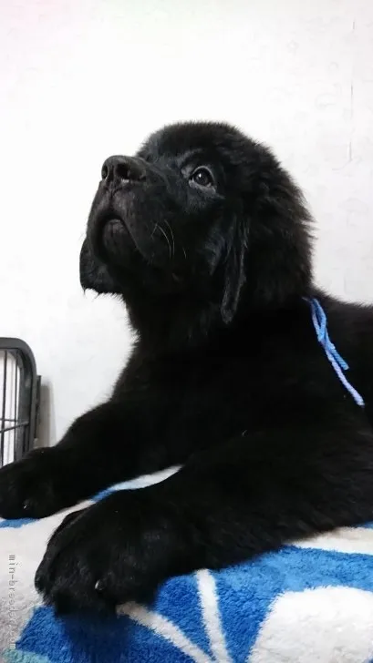 ID：1708-00486の子犬