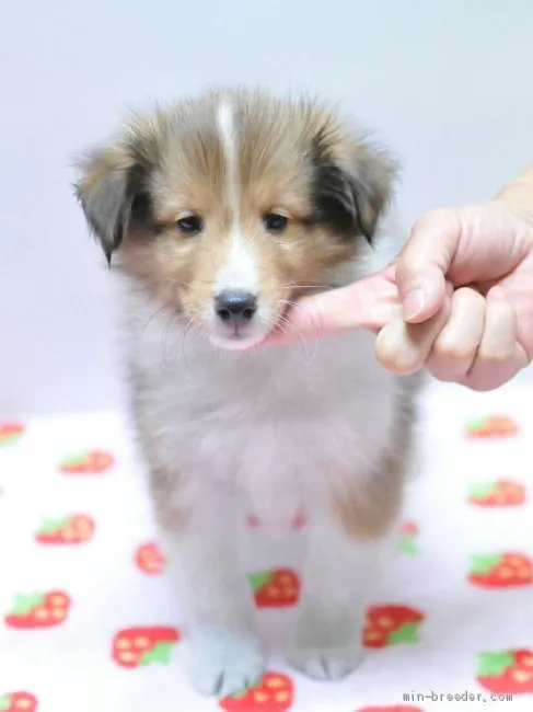 ID：1907-02365の子犬