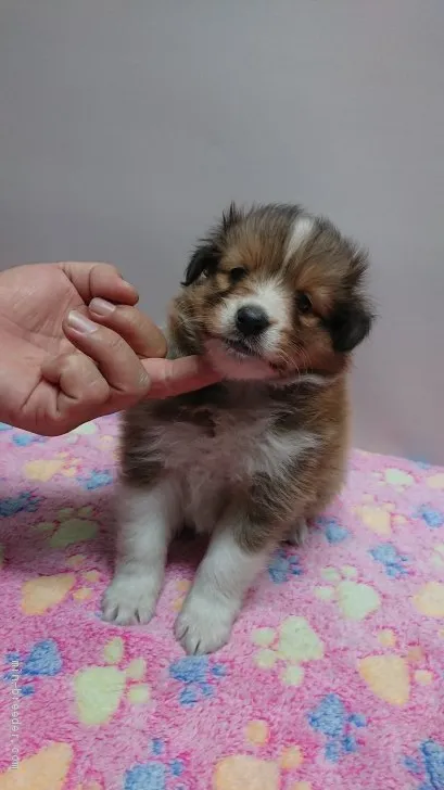 ID：1906-00672の子犬