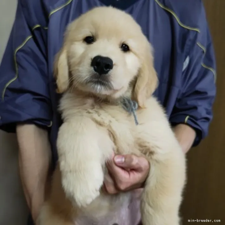 ID：2306-02376の子犬