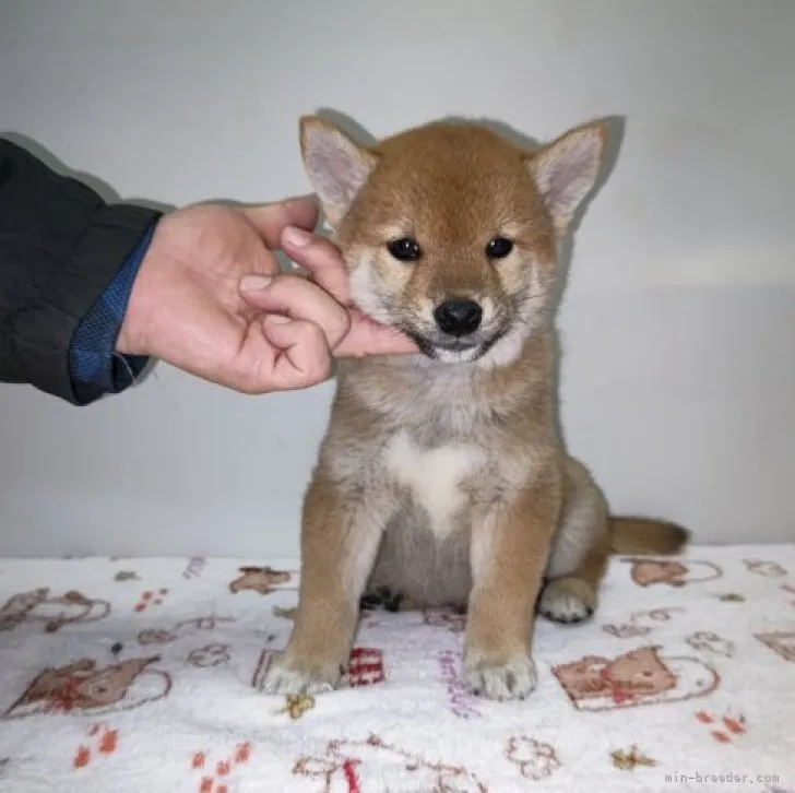 ID:2303-03119の子犬