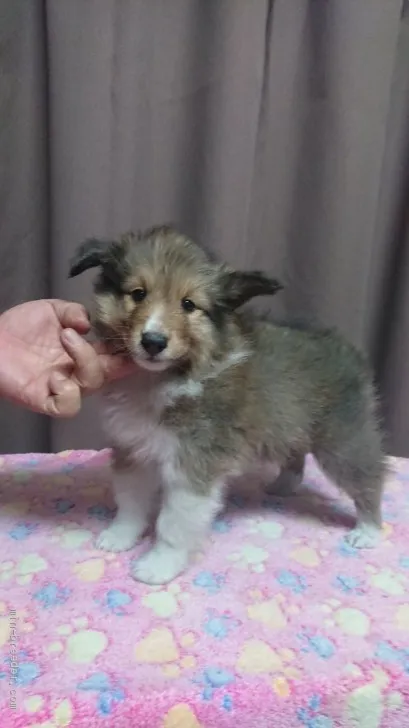 ID:1906-00646の子犬