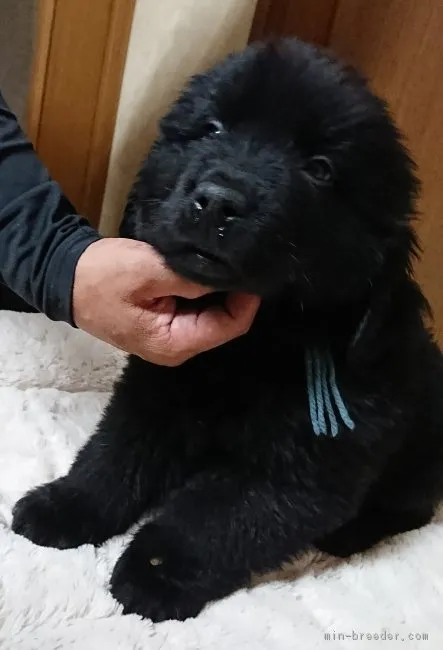 ID:1706-02336の子犬