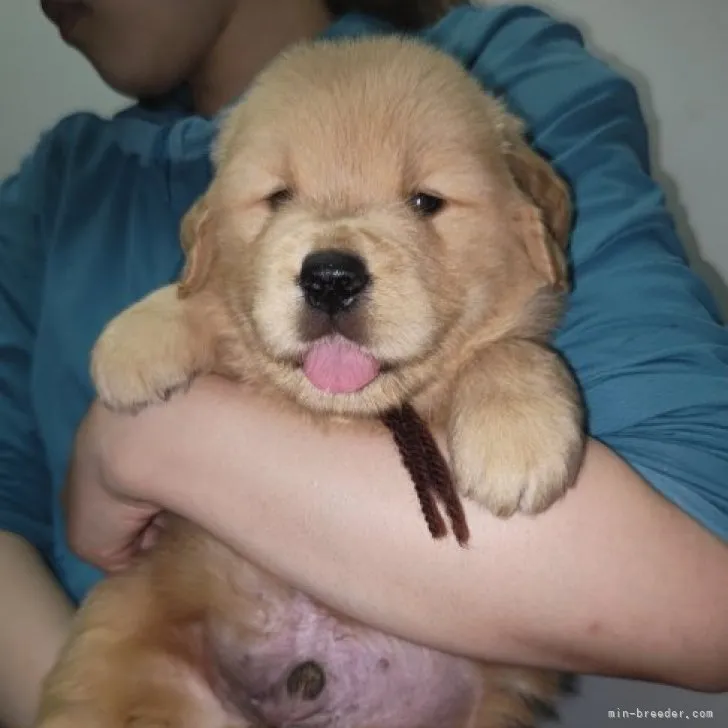 ID：2306-02373の子犬