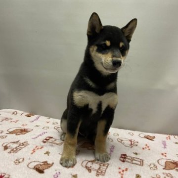 柴犬(標準サイズ)【岡山県・男の子・2022年11月28日・黒】の写真「父犬 日保完成犬（本部賞６本）です。」