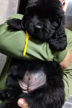ニューファンドランド【岡山県・女の子・2022年3月1日・ブラック】の写真「パパはロシア産JKCチャンピオン‼️」