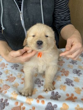 ゴールデンレトリバー【岡山県・男の子・2020年2月14日・ゴールド】の写真「甘えん坊のオレンジ君です‼️」