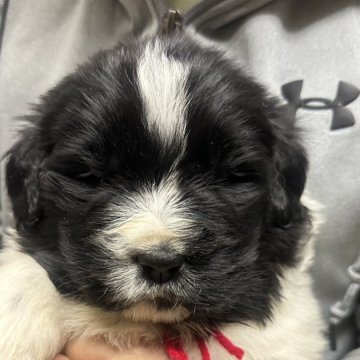 ニューファンドランド【岡山県・女の子・2023年11月29日・ホワイト&ブラック】の写真「甘えん坊の赤リボンちゃんです。」