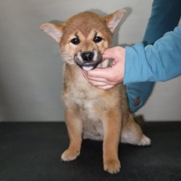 柴犬(標準サイズ)【岡山県・女の子・2022年11月11日・赤】の写真「血統優秀、美人さんです。」