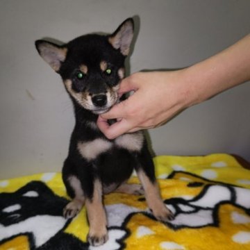 柴犬(標準サイズ)【岡山県・女の子・2023年7月23日・黒】の写真「優秀血統の黒雌です‼️」