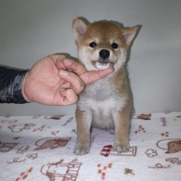柴犬(標準サイズ)【岡山県・女の子・2023年7月11日・赤】の写真「パパはインターチャンピオン‼️」