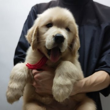 ゴールデンレトリバー【岡山県・女の子・2023年5月11日・ゴールド】の写真「パパはJKCチャンピオンです‼️」