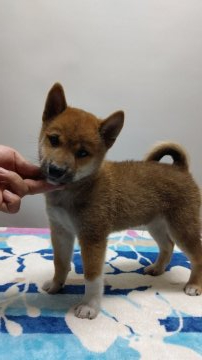 柴犬(標準サイズ)【岡山県・男の子・2019年5月6日・赤】の写真「血統優秀、まん丸タヌキ顔です‼️」