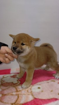 柴犬(標準サイズ)【岡山県・男の子・2019年11月26日・赤】の写真「まん丸タヌキ顔の男の子です‼️」