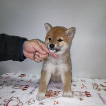 柴犬(標準サイズ)【岡山県・女の子・2023年1月18日・赤】の写真「父犬  C.I.B.,チャンピオンです‼️」