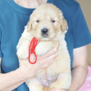 ゴールデンレトリバー【岡山県・女の子・2024年6月1日・ゴールデン】の写真「プリプリお腹の可愛い子❤️」