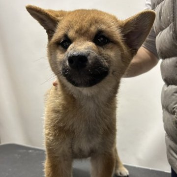柴犬(標準サイズ)【岡山県・男の子・2023年12月19日・赤】の写真「両親チャンピオンです‼️」