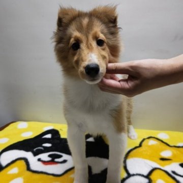 シェットランドシープドッグ【岡山県・女の子・2023年4月19日・セーブル&ホワイト】の写真「フルカラーの小ぶりな長女です。」