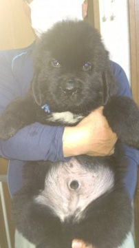 ニューファンドランド【岡山県・男の子・2021年5月30日・ブラック】の写真「お盆特別セール、価格改定しました。」