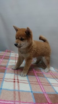 柴犬(標準サイズ)【岡山県・女の子・2018年10月10日・赤】の写真「クリスマスセール中🎵美人さんです。」