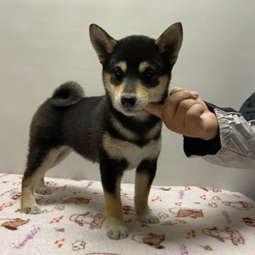 柴犬(標準サイズ)【岡山県・女の子・2022年11月28日・黒】の写真「父犬  日保完成犬（本部賞６本）です。」