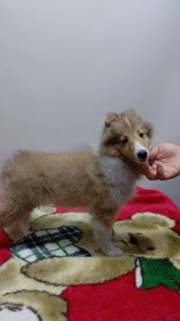 シェットランドシープドッグ【岡山県・女の子・2019年7月25日・セーブル&ホワイト】の写真「父犬JKCCH
母犬JKCCH娘」