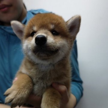 柴犬(標準サイズ)【岡山県・男の子・2023年5月29日・赤】の写真「両親JKCチャンピオンです。」