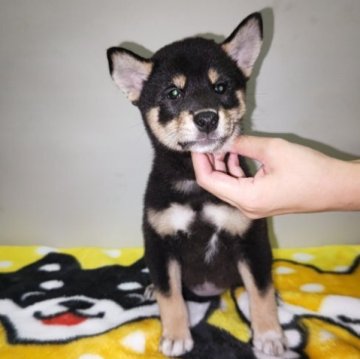 柴犬(標準サイズ)【岡山県・女の子・2023年7月23日・黒】の写真「クリスマスセール中‼️」