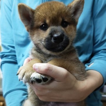 柴犬(標準サイズ)【岡山県・男の子・2023年5月29日・赤】の写真「両親JKCチャンピオンです‼️」