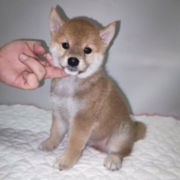 柴犬(標準サイズ)【岡山県・男の子・2023年7月11日・赤】の写真「パパはインターチャンピオンです‼️」