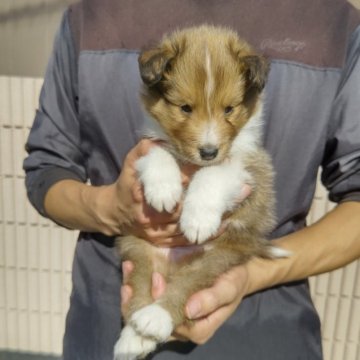 シェットランドシープドッグ【岡山県・男の子・2024年9月6日・セーブル&ホワイト】の写真「小ぶりなフルカラーの男の子です‼️」