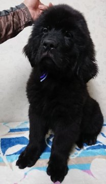 ニューファンドランド【岡山県・男の子・2017年6月11日・ブラック】の写真「血統優秀、まん丸顔のがっしりタイプです。」