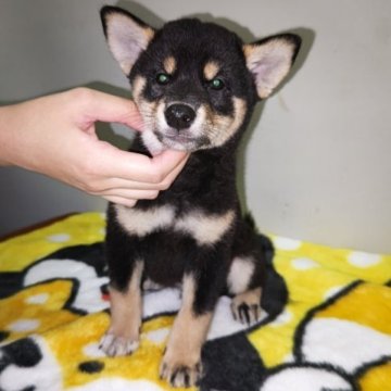 柴犬(標準サイズ)【岡山県・女の子・2023年7月23日・黒】の写真「可愛いお顔の四女です。」