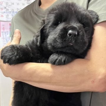 ニューファンドランド【岡山県・男の子・2023年5月27日・ブラック】の写真「1キロ超えで生まれた一人息子です‼️」