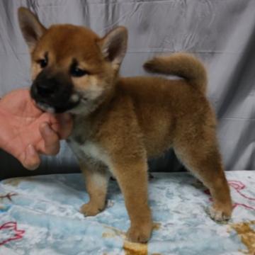 柴犬(標準サイズ)【岡山県・男の子・2022年6月7日・赤】の写真「父犬準最高賞、母犬日保本部賞の血統です。」