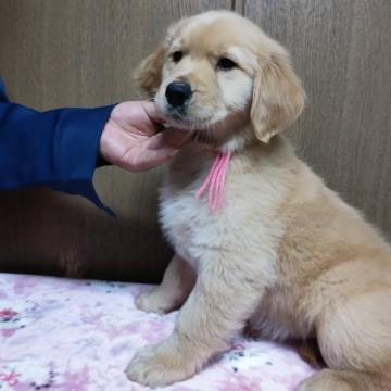ゴールデンレトリバー【岡山県・女の子・2022年10月7日・ゴールデン】の写真「優秀血統の可愛い子です。」