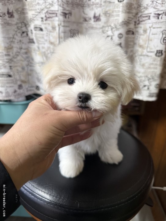 橋本藍ブリーダーのブログ：マルチーズ 男の子💙