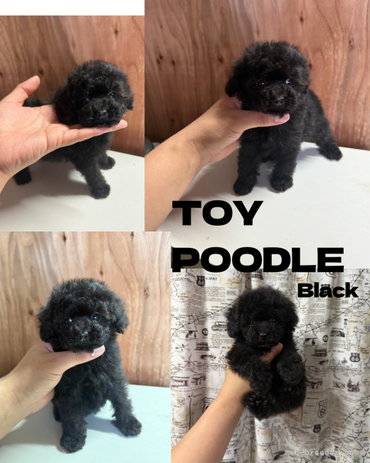 橋本藍ブリーダーのブログ：現在未掲載のプードルさん🐩