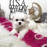 マルチーズ【大阪府・女の子・2025年7月15日・ホワイト】の写真11