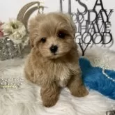 マルプー(マルチーズ×トイプードル)【大阪府・男の子・2024年10月28日・アプリコット】の写真11