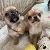 チワワ(スムース)【大阪府・女の子・2024年11月2日・レッド&ホワイト】の写真12