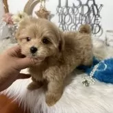 マルプー(マルチーズ×トイプードル)【大阪府・男の子・2024年10月28日・アプリコット】の写真14