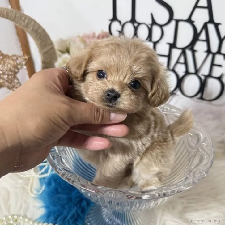 ID:2507-09237の子犬