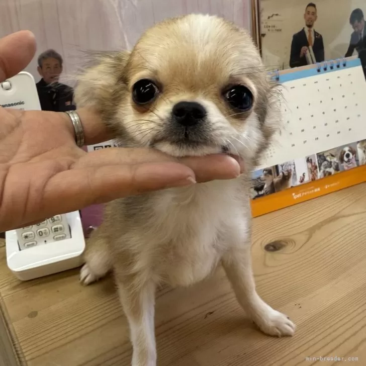 ID:2501-07580の子犬