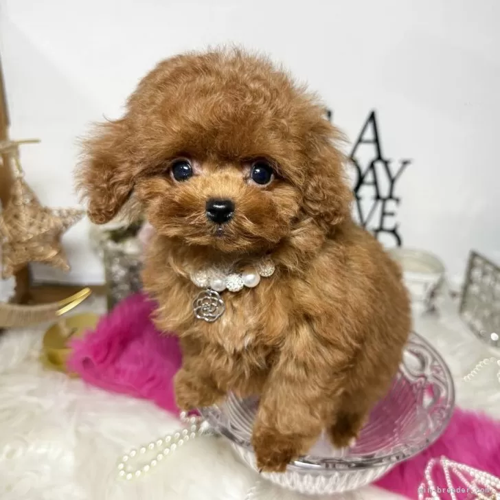 A.M 様のお迎えした子犬
