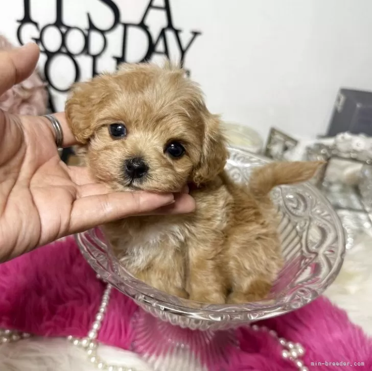 ID:2508-03023の子犬