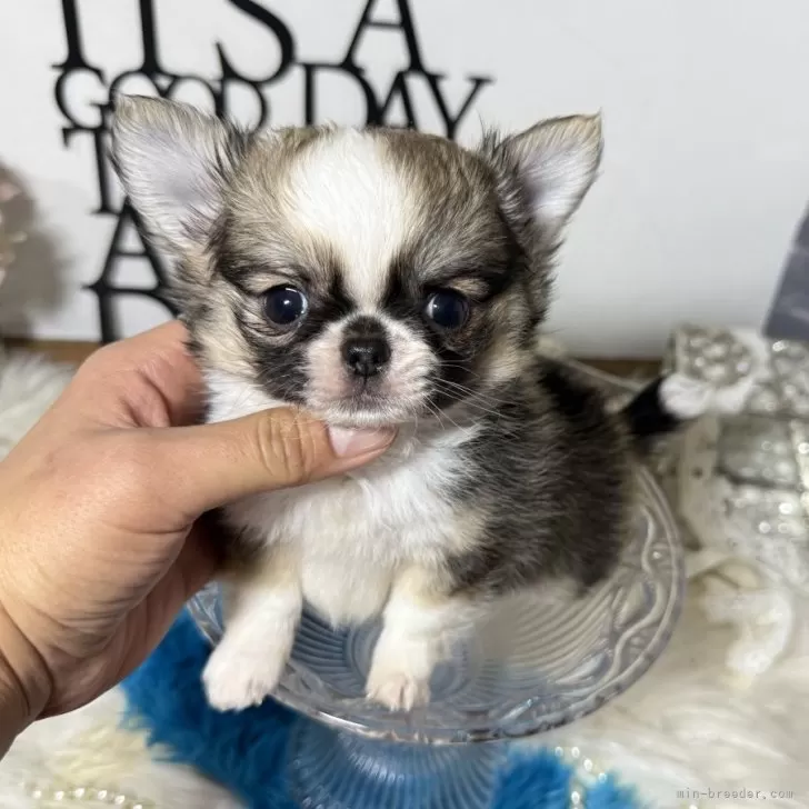 ID：2502-03619の子犬